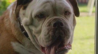 Кадр з фільму Арло: Балакуче порося