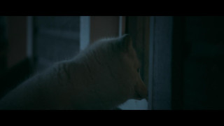 Кадр з фільму Кіна та Юк. Пухнасті пригоди