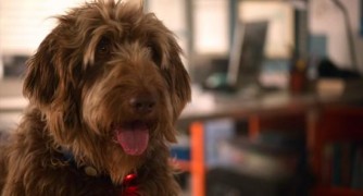 Кадр з фільму Думай як пес