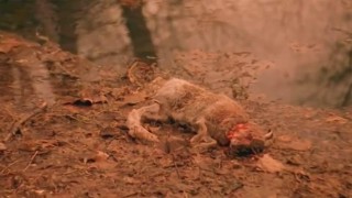 Кадр з фільму Людина-личинка