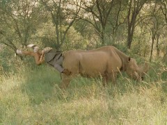 Кадр з фільму Містер Бонс