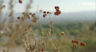 Кадр з фільму Квітка
