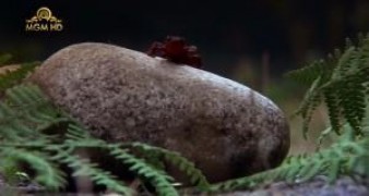 Кадр з фільму Віддане серце