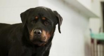 Кадр з фільму Поліцейський пес