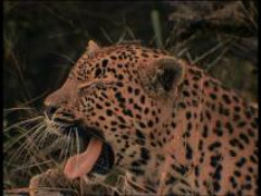 Кадр з фільму Діти савани