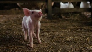 Кадр з фільму Павутиння Шарлотти