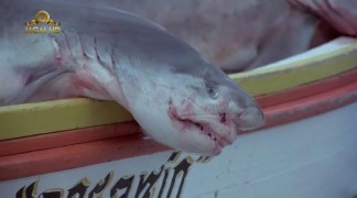 Кадр з фільму Тінторера: Тигрова акула