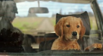 Кадр з фільму Очима собаки