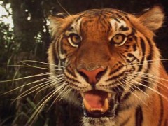 Кадр з фільму Друга книга Джунглів: Мауглі і Балу