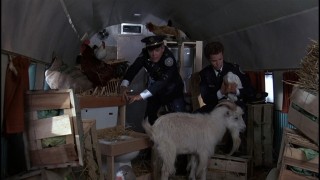 Кадр з фільму Поліцейська академія 5: Операція Маямі-Біч