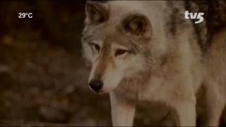 Кадр з фільму Ніч вовка