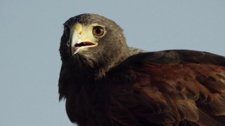 Кадр з фільму Цар скорпіонів: Книга душ