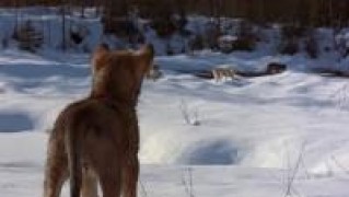 Кадр з фільму Біле ікло