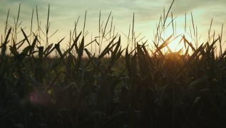 Кадр з фільму Лушпиння