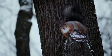 Кадр з фільму Незабутнє різдво
