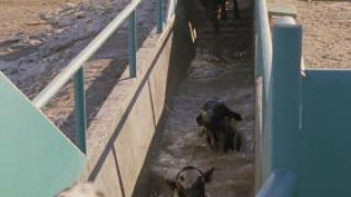 Кадр з фільму Темпл Ґрандін