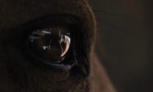 Кадр з фільму Мустанг