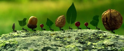 Кадр з фільму Комашки: Пригода у Долині Мурах