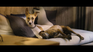 Кадр з фільму Ґамп: пес, який навчив людей жити