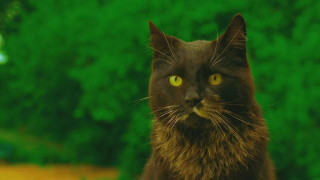 Кадр з фільму Елементарні частки