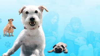 Кадр з фільму Готель для собак