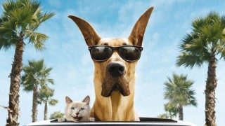 Кадр з фільму Мармадюк