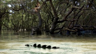 Кадр з фільму Хижі води