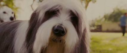 Кадр з фільму Кудлатий тато