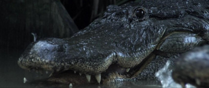 Кадр з фільму Акваріум мерців