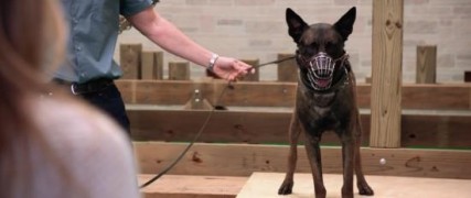 Кадр з фільму Хвостате майно