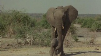 Кадр з фільму Пригоди слона