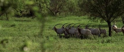 Кадр з фільму Сиріана