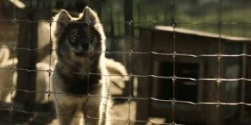 Кадр з фільму Тоґо