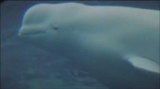 Кадр з фільму Сніжок