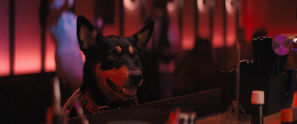 Кадр з фільму Каскадер