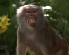 Кадр з фільму Книга джунглів: Історія Мауглі