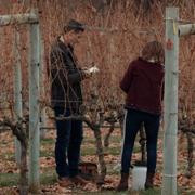 Кадр з фільму День святого Валентина у винограднику