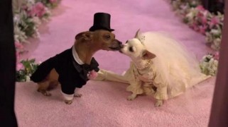 Кадр з фільму Крихітка із Беверлі-Хіллз 2 (Чихуахуа з Беверлі-Гіллз 2)