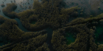 Кадр з фільму Озеро Каддо