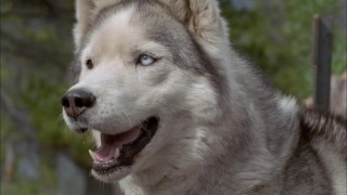 Кадр з фільму Останній мисливець