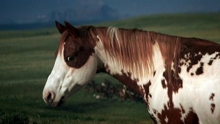 Кадр з фільму Ідальго