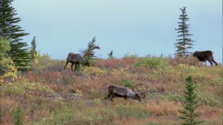Кадр з фільму Останній мисливець