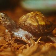 Кадр з фільму Полуничний маєток