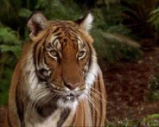 Кадр з фільму Книга джунглів: Історія Мауглі