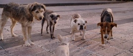 Кадр з фільму Крихітка з Беверлі-Гіллз