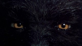 Кадр з фільму Вовк