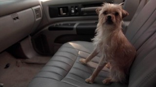 Кадр з фільму Собача проблема