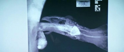 Кадр з фільму Снігова людина