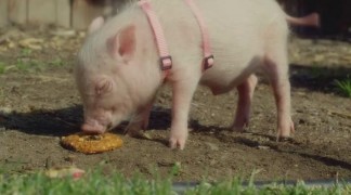 Кадр з фільму Арло: Балакуче порося