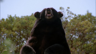 Кадр з фільму Лагідний Бен